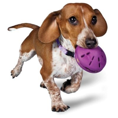 PetSafe Busy Buddy Twist 'n Treat Dog Toy