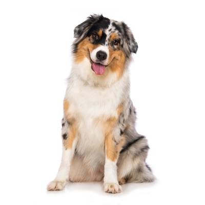 Australian Shepherd