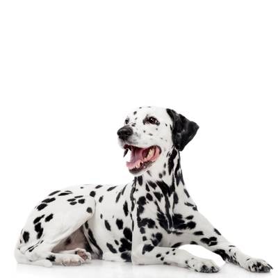 Dalmatian