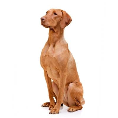 Vizsla