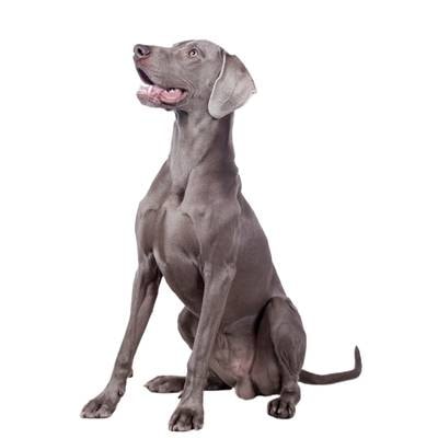 Weimaraners