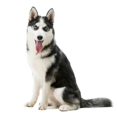 Siberian Husky