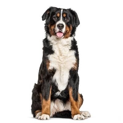 Bernese Mountain Dog