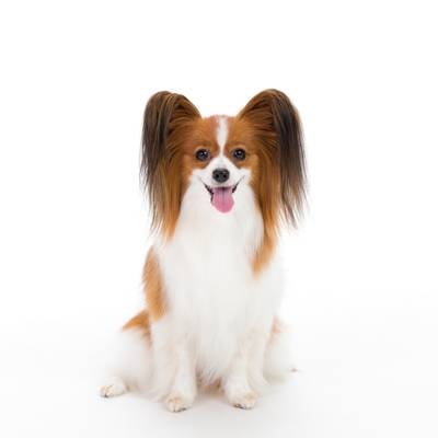 Papillon