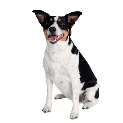 Rat Terrier