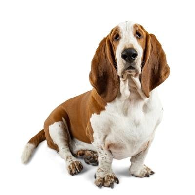 Basset Hounds