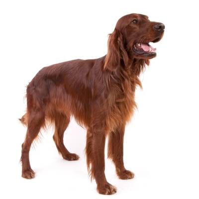 Irish Setter