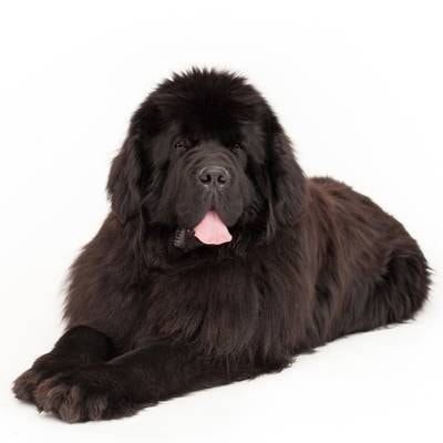 Newfoundland