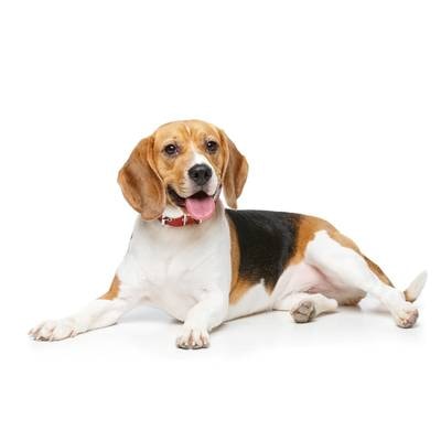 Beagle