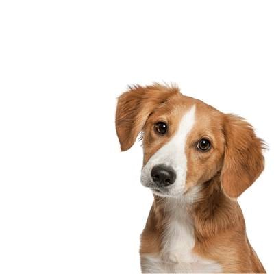 Mutt