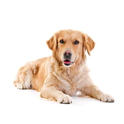 Golden Retrievers