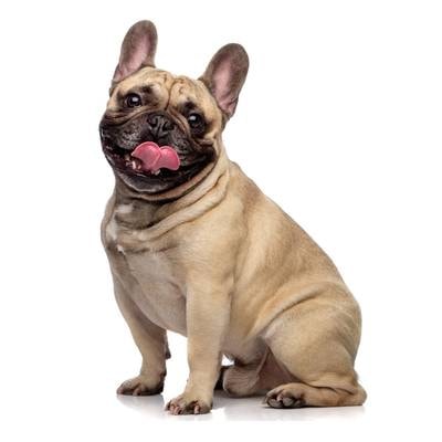 Bull Dog