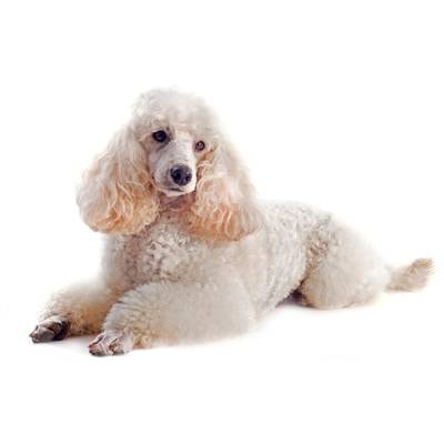 Poodle