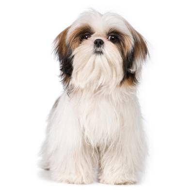 Shih Tzu