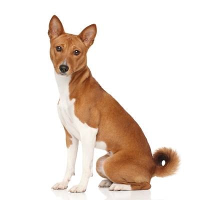 Basenji