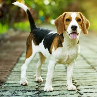 beagle