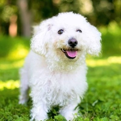 bichon-frise