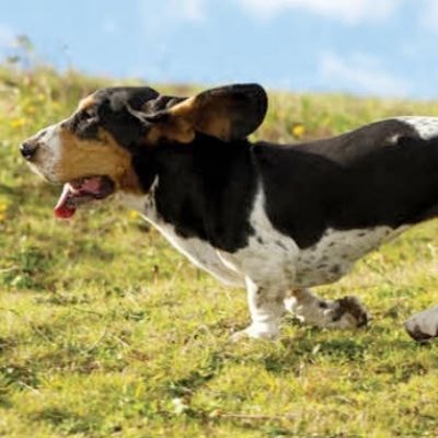 basset-hound