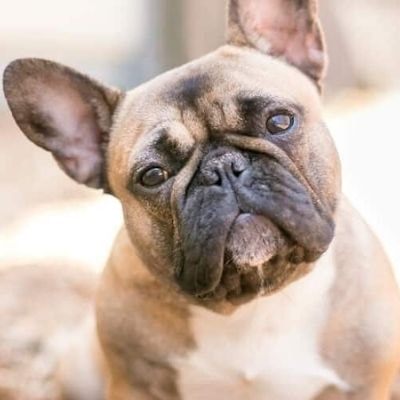 french-bulldog