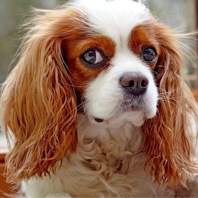 cavalier-king-charles-spaniel