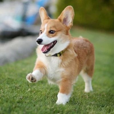 pembroke-welsh-corgi