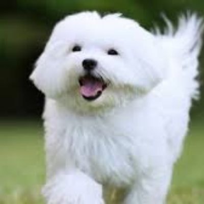 maltese