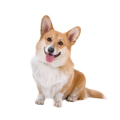 Welsh Corgi