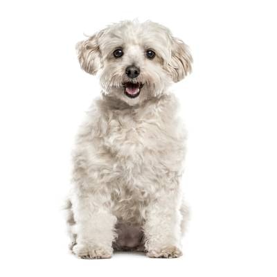 Havanese