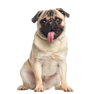 Pug