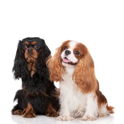 Cavalier King Charles Spaniel