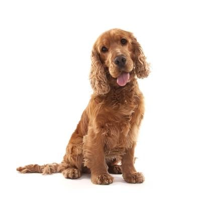 Cocker Spaniel