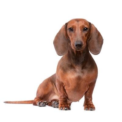 Dachshund