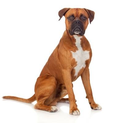 Boxer