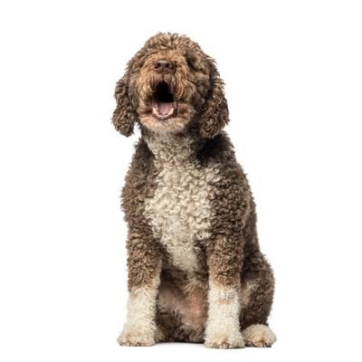Spanish Water Dog
