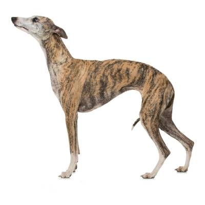Whippets
