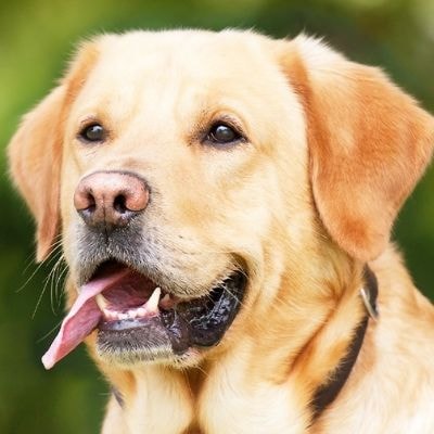 labrador-retriever