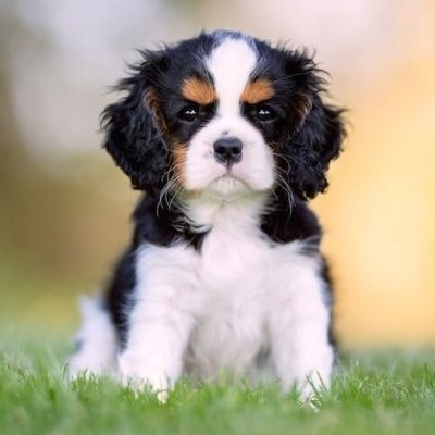 cavalier-king-charles-spaniel