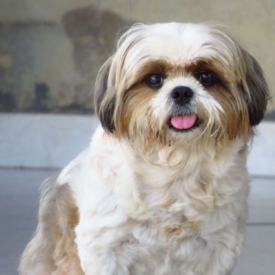 shih-tzu