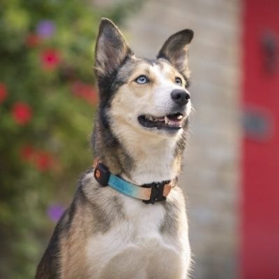 mixed-breed
