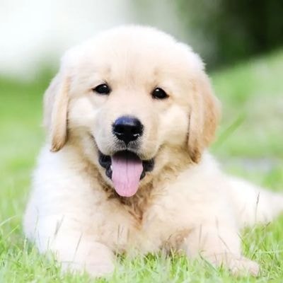 golden-retriever
