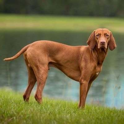 vizla