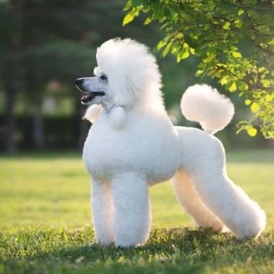 poodle