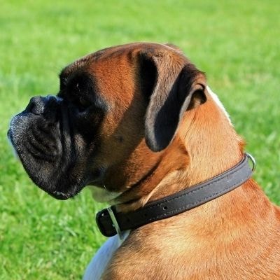boxer