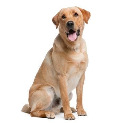 Labrador