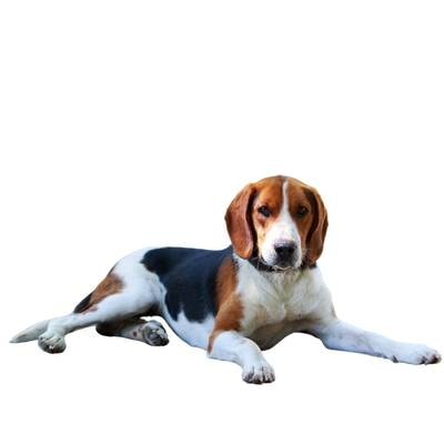 American Foxhound