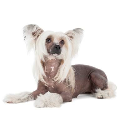 Chinese-Crested Dog