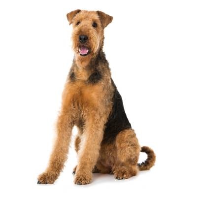Bloodhound