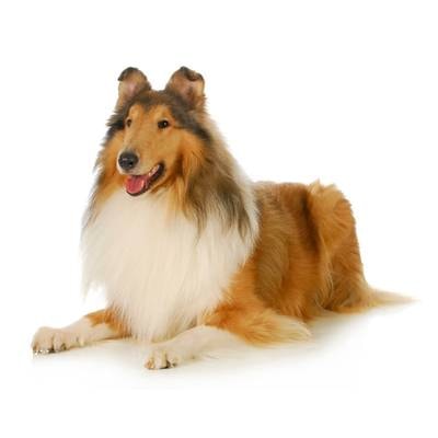 Collie