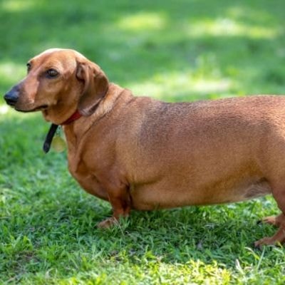 dachshund
