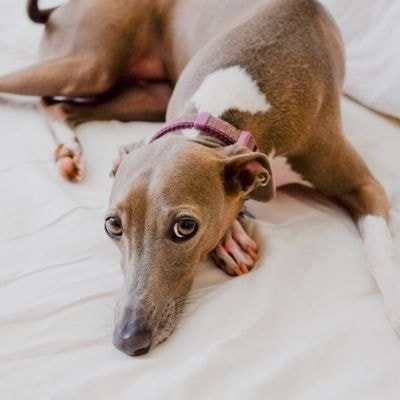 greyhound